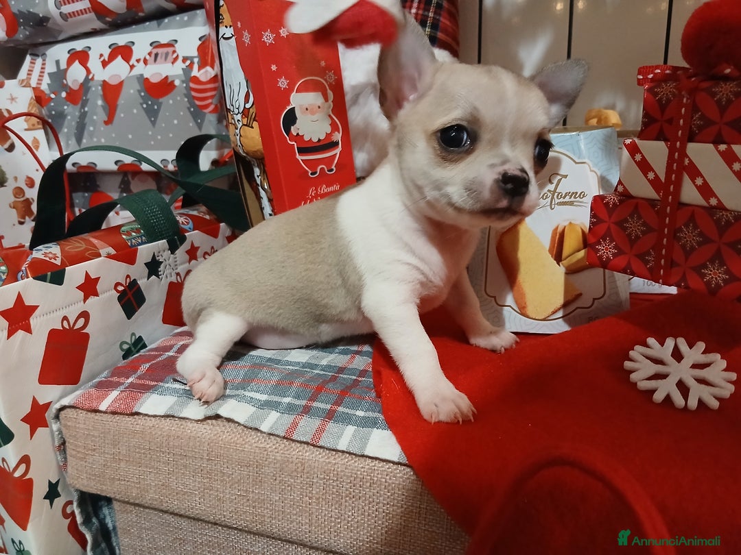 Chihuahua cani in vendita: Chihuahua cuccioli  - Annuncio 3