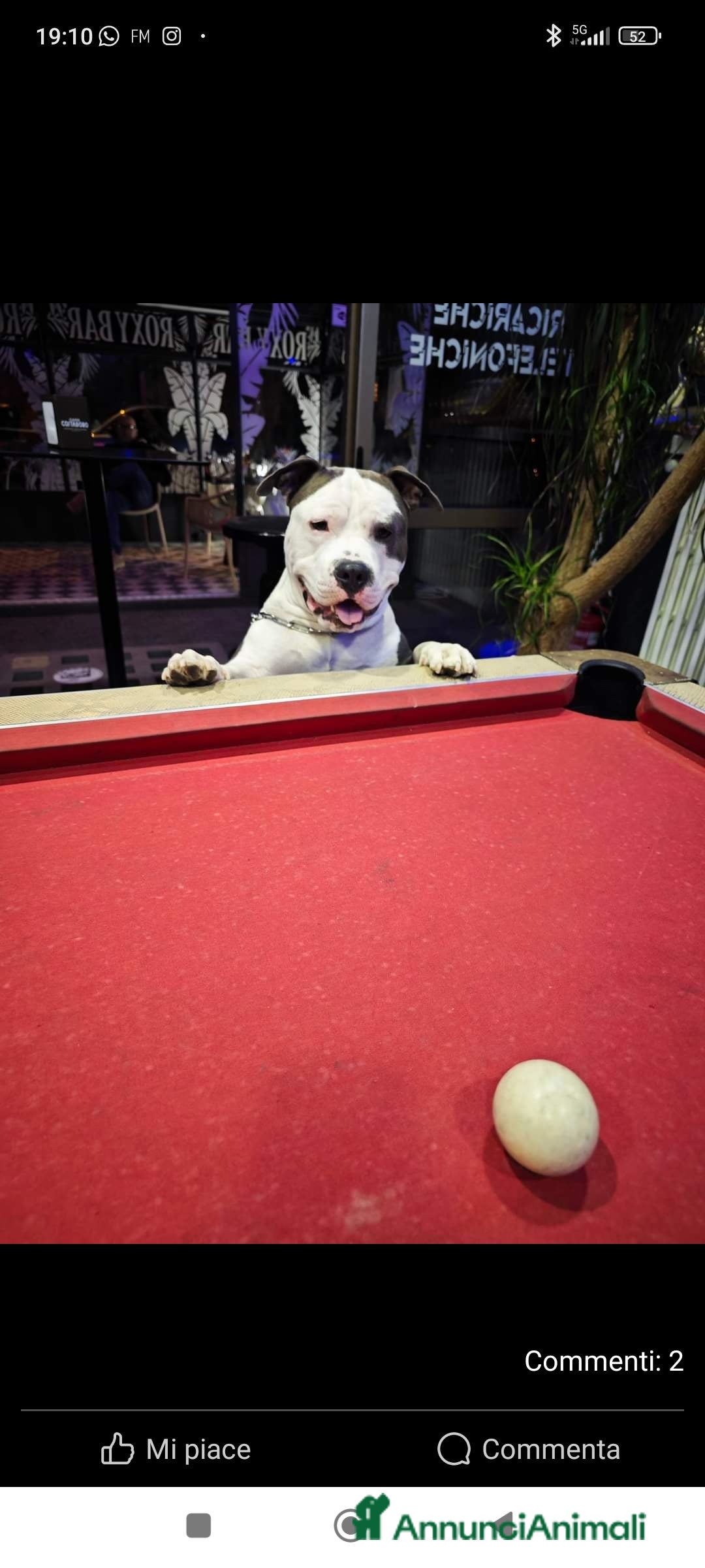 Pitbull cani per accoppiamento: Monta - Annuncio 38