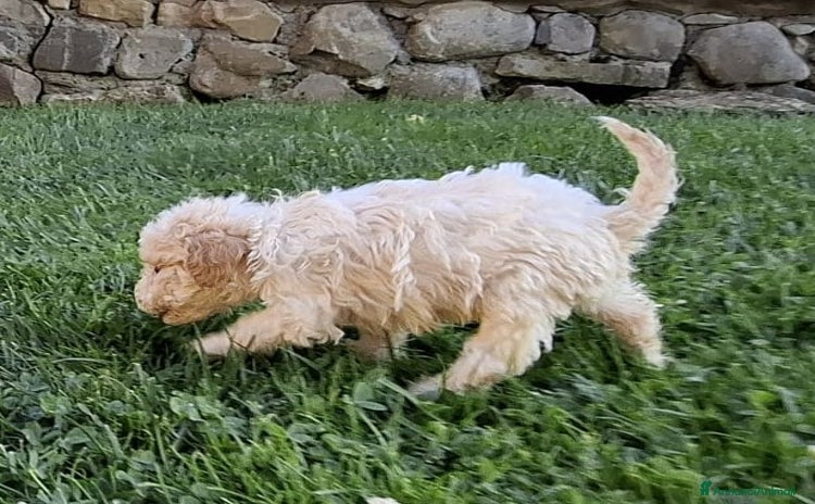 Lagotto cani a Provincia di Arezzo - Annuncio 6