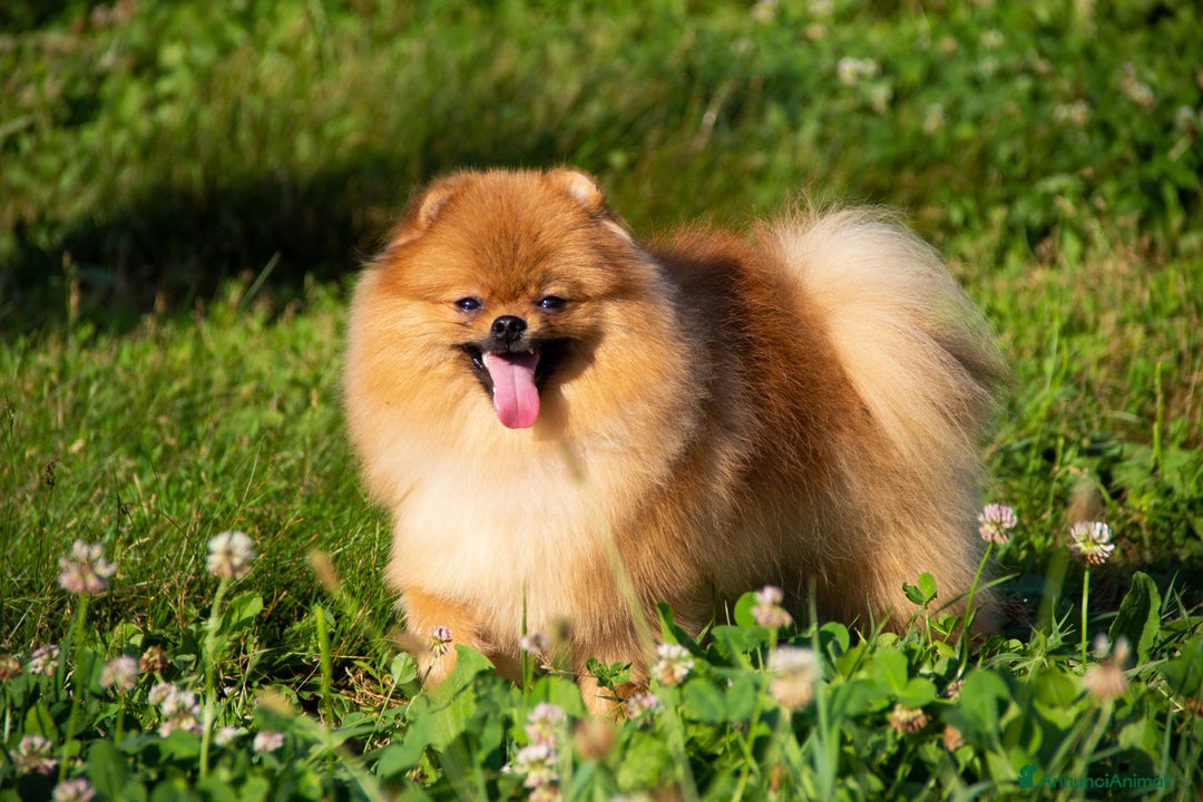 Spitz cani in vendita: Disponibile 1 Cucciolo di Spitz Pomerania a Provincia di Sondrio - Immagine 6