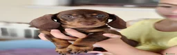 Bassotto cani in vendita: Bassotti cuccioli  - Annuncio 3