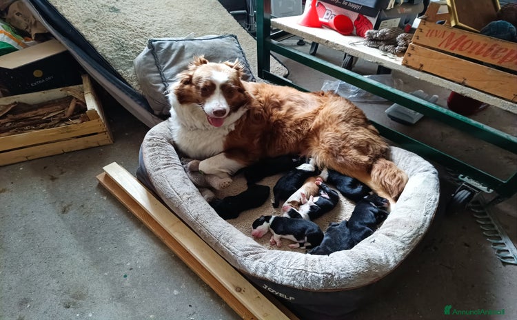 Australian Shepherd cani - Annuncio 1
