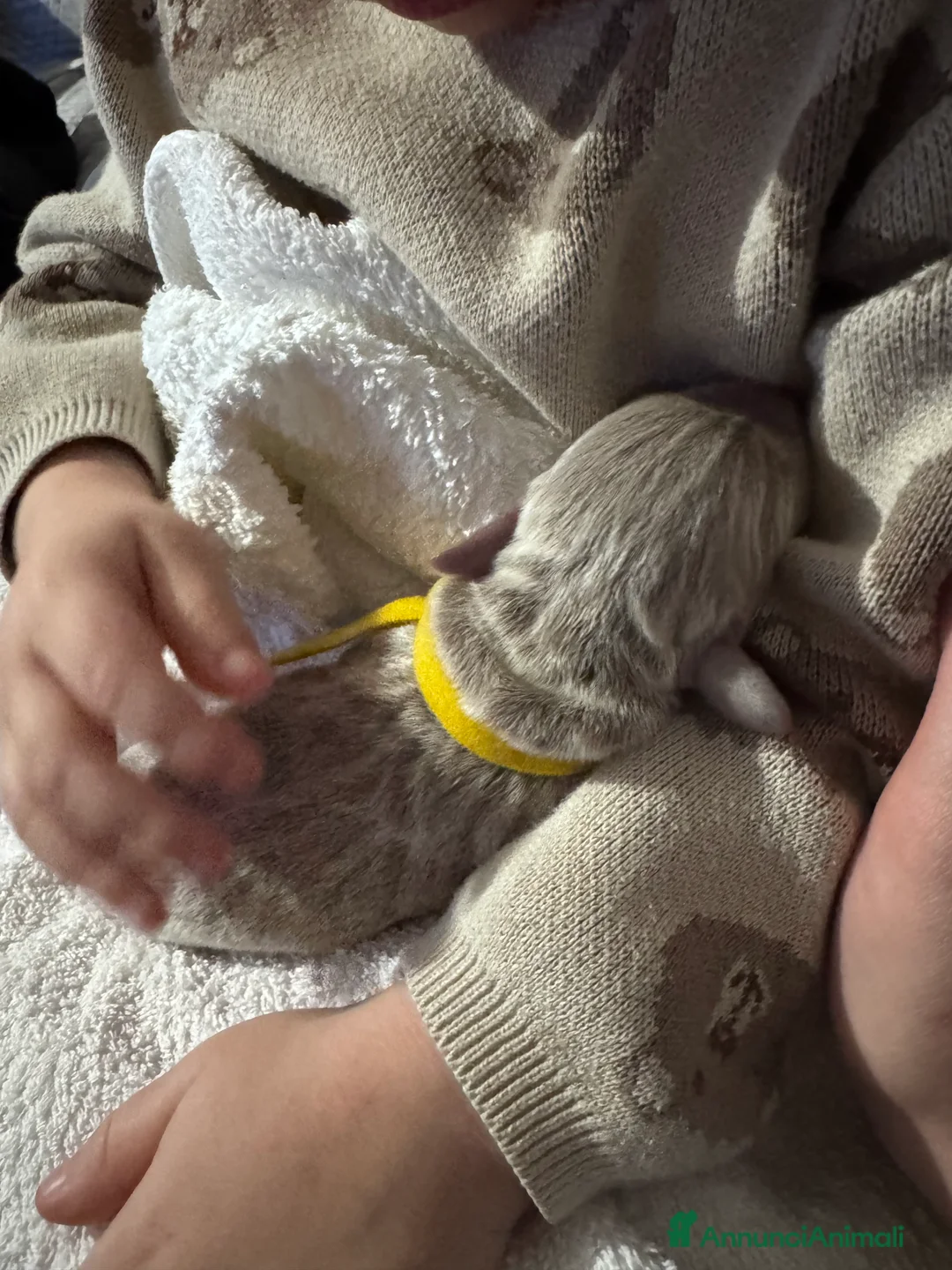 Weimaraner cani in vendita: Cuccioli di Weimaraner  - Annuncio 2