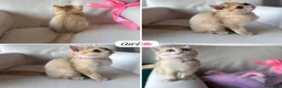 Scottish gatti in vendita: Gatto Scottish Straight  a Provincia di Latina - Annuncio 9
