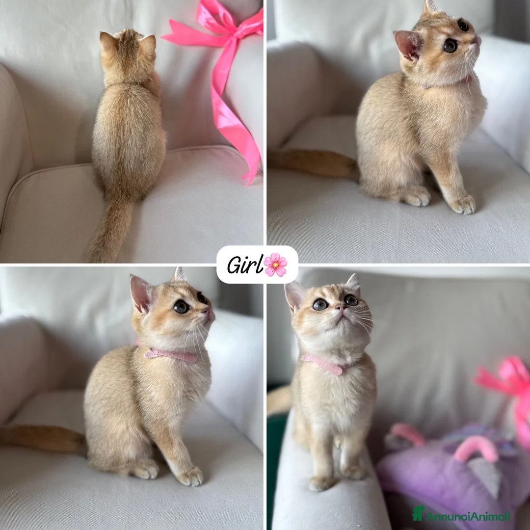 Scottish gatti in vendita: Gatto Scottish Straight  a Provincia di Latina - Annuncio 9