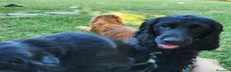 Cocker cani in vendita: Cucciolo di Cocker - Annuncio 6