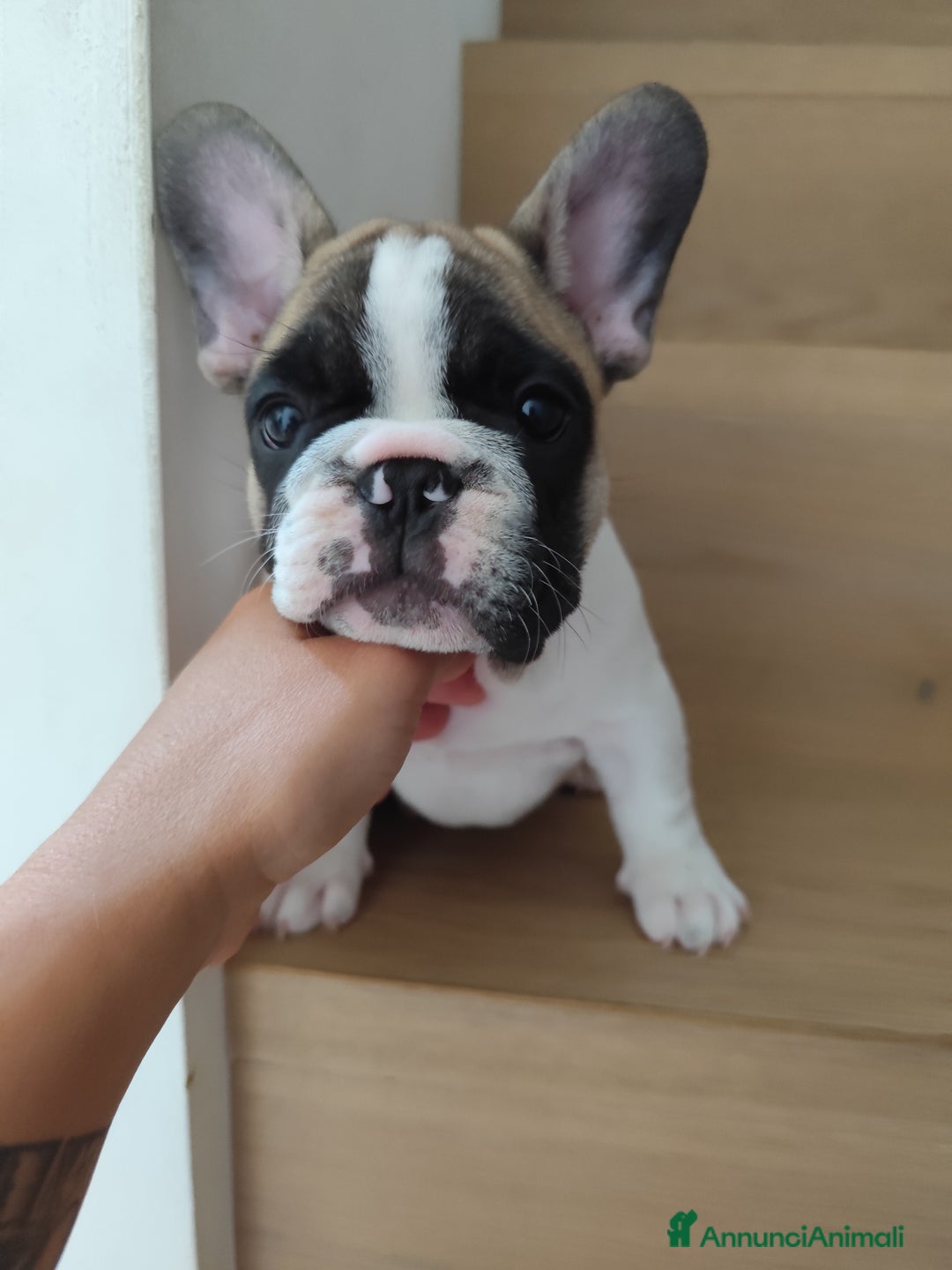 Bulldog Francese cani in vendita: Cuccioli bulldog francese a Provincia di Ancona - Immagine 8