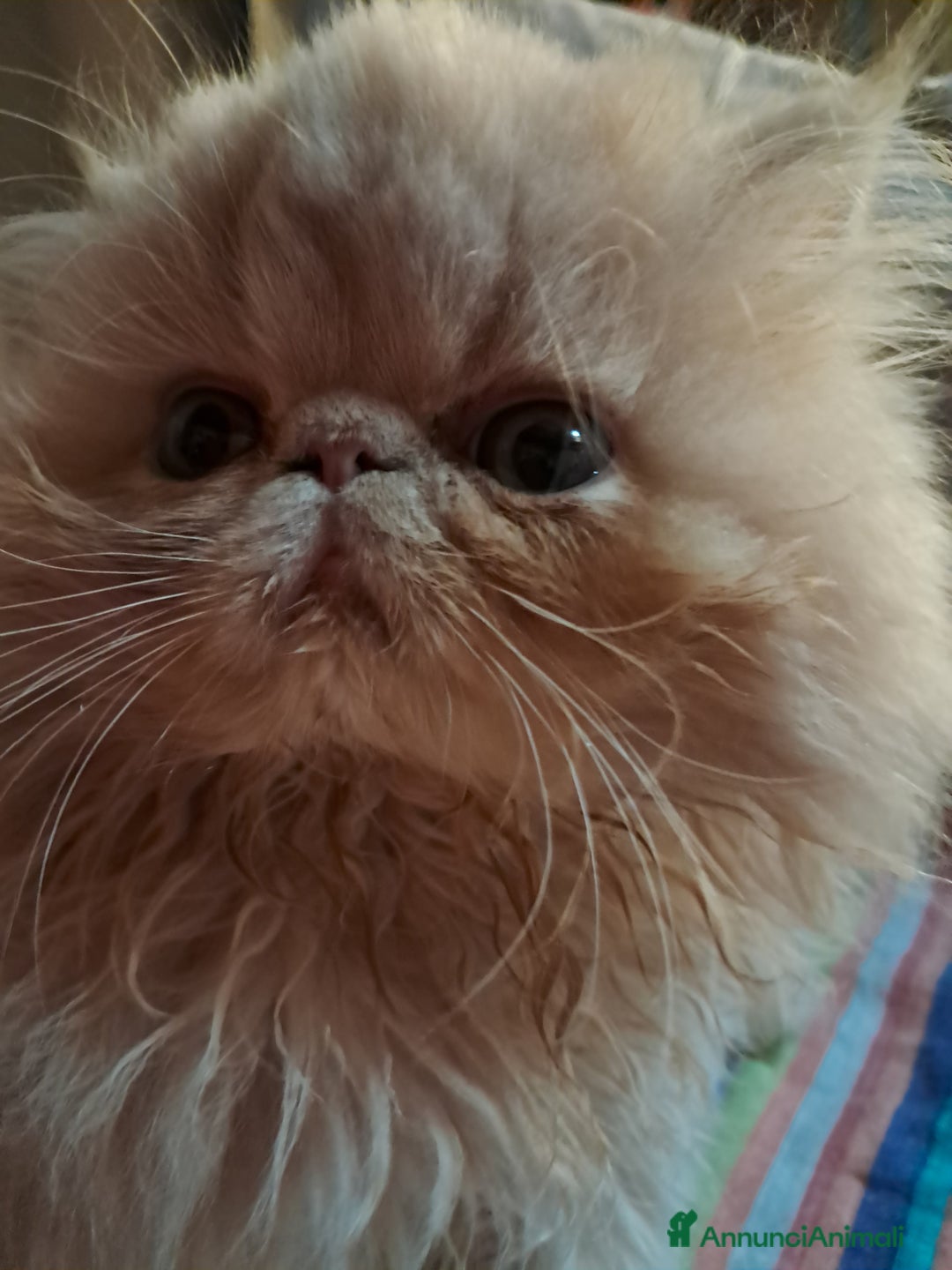 Persiano gatti in vendita: Gattini persiani ed esotici - Annuncio 2