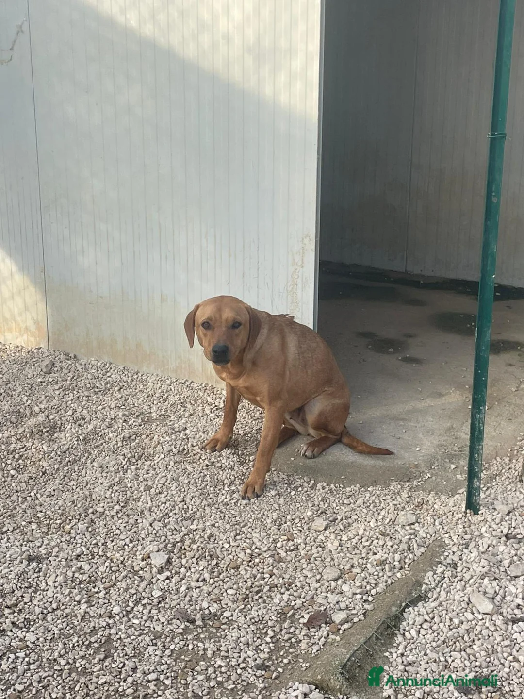 Meticcio cani in regalo: LA TENERA AMERICA - Annuncio 5