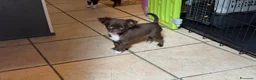 Chihuahua cani in vendita: Chihuahua mini - Annuncio 3