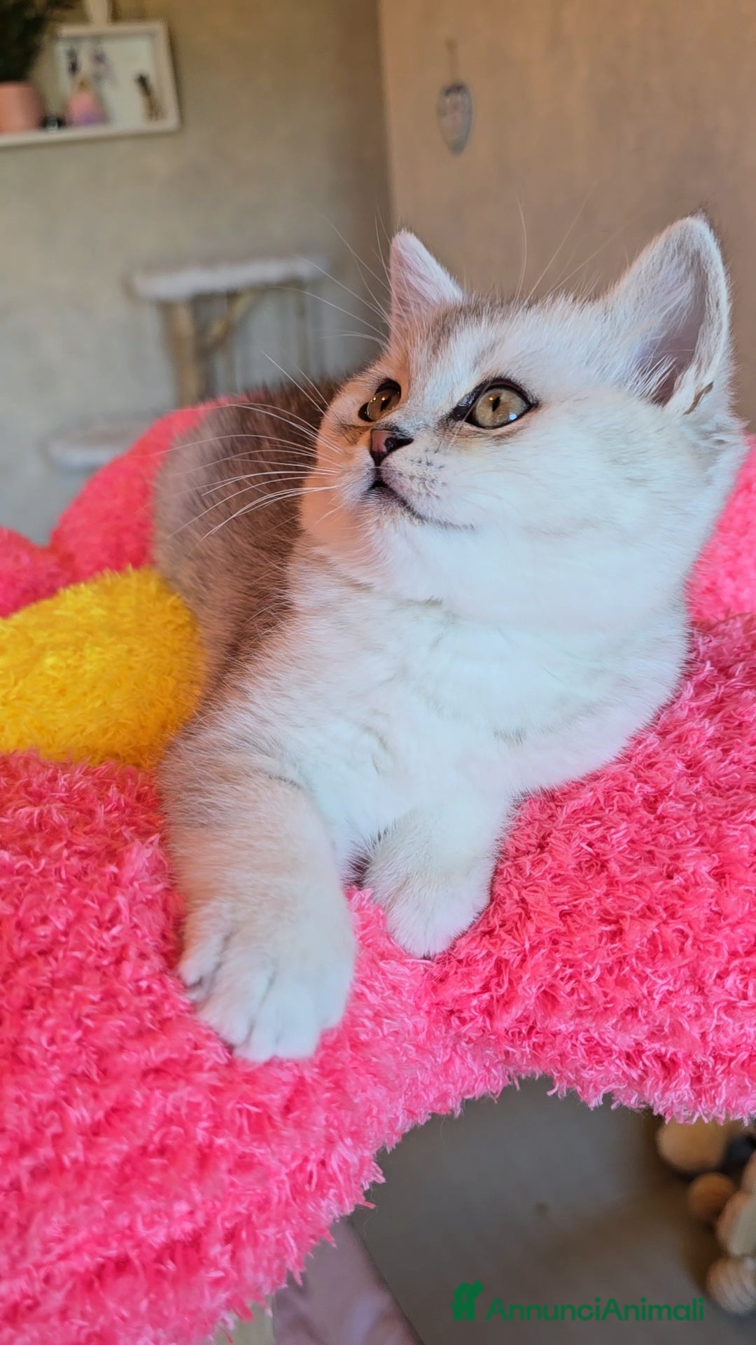 Scottish gatti Ultimissimo cucciolo scottish silver - Annuncio 1