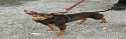Pinscher Tedesco cani in regalo: Aron: 2 anni, 4 kg, socievole  - Annuncio 1