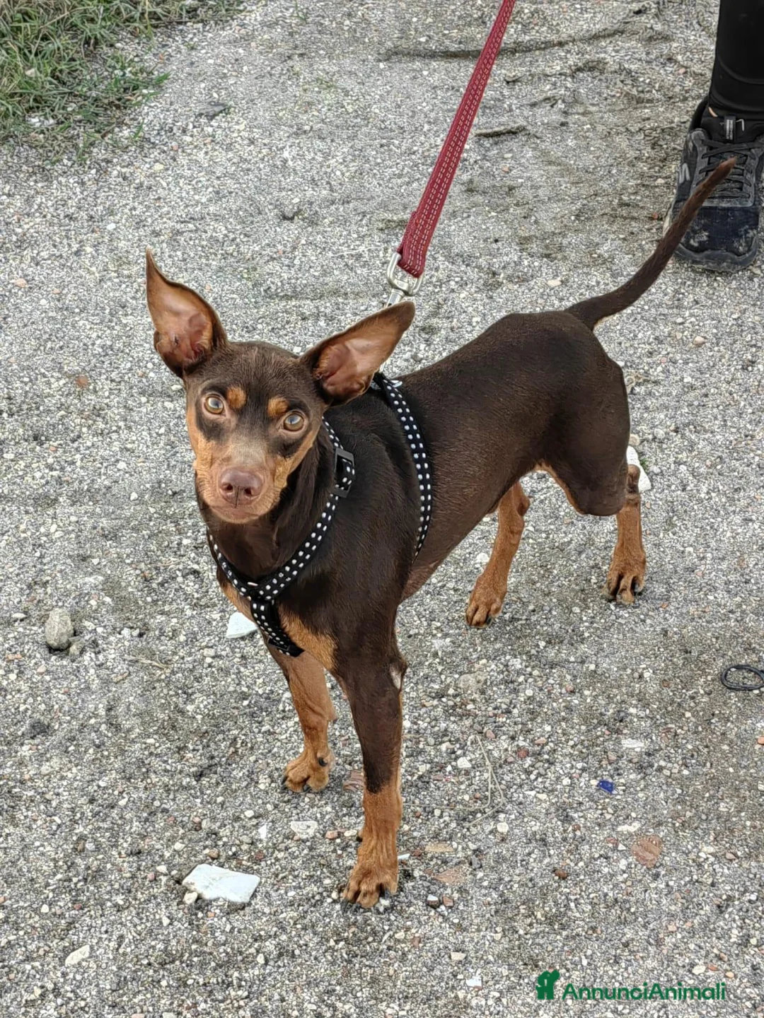 Pinscher Tedesco cani in regalo: Aron: 2 anni, 4 kg, socievole  - Annuncio 1