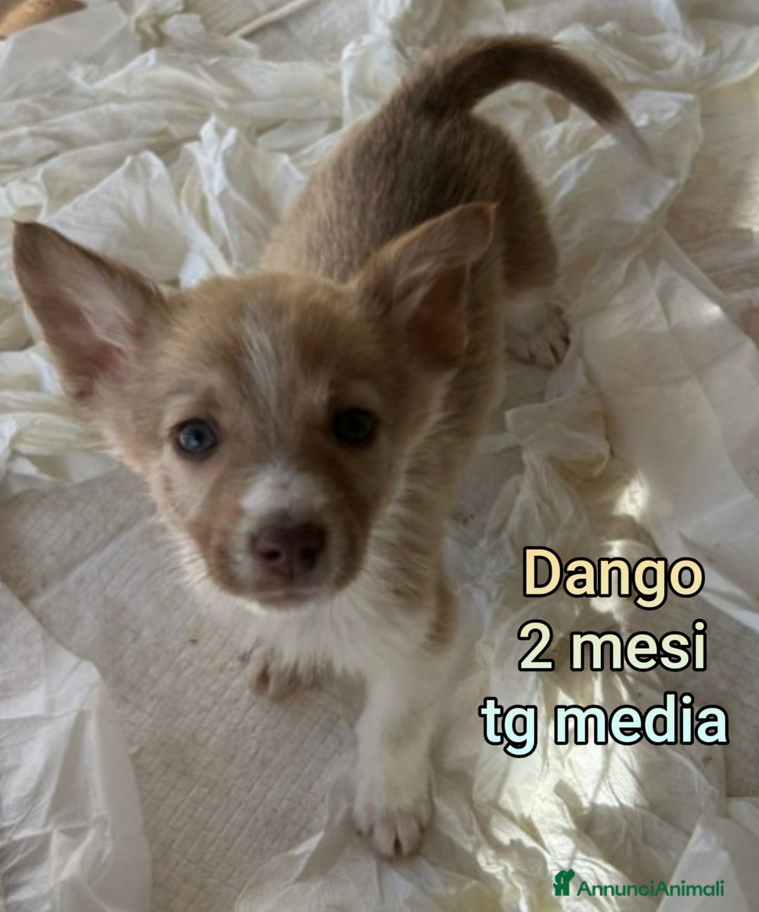 Meticcio cani in regalo: SALVA LA VITA AD UN CUCCIOLO! - Annuncio 11