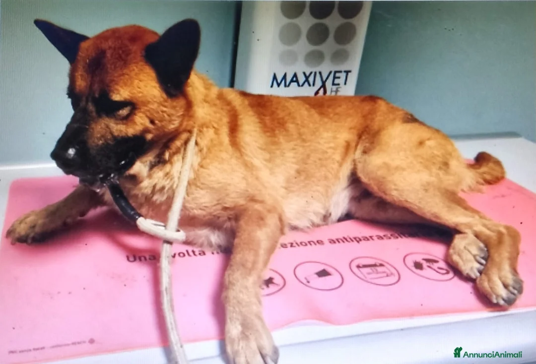 Chow Chow cani in regalo: Grazia, Chow Chow Mix in canile - Annuncio 2