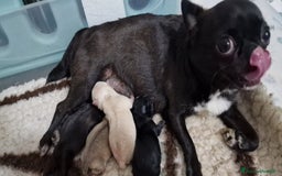 Chihuahua cani in vendita: Chihuahua maschietto - Immagine 2