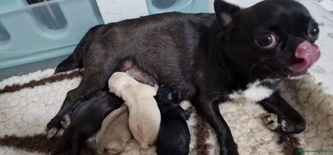 Chihuahua cani in vendita: Chihuahua maschietto - Immagine 2