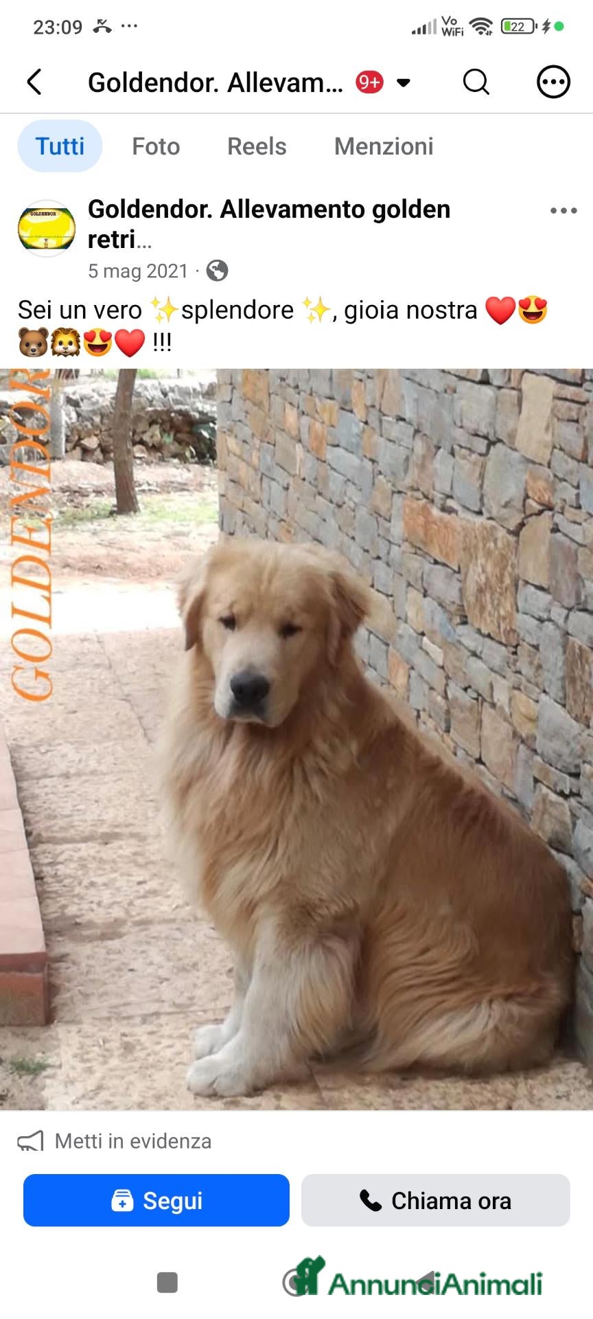 Golden Retriever cani in vendita: CucciolataTop GOLDEN RETRIEVER LINEA AMERICANA100% - Annuncio 2