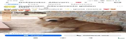 Golden Retriever cani in vendita: CucciolataTop GOLDEN RETRIEVER LINEA AMERICANA100% - Annuncio 1