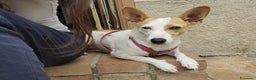 Meticcio cani in regalo: LUNA MIX JACK RUSSEL  - Annuncio 1