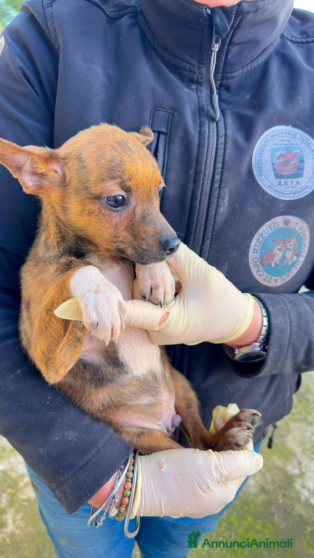 Meticcio cani in regalo: KIKO 💙 - cucciolo che cerca una famiglia 🙏🏻🥺 - Annuncio 6