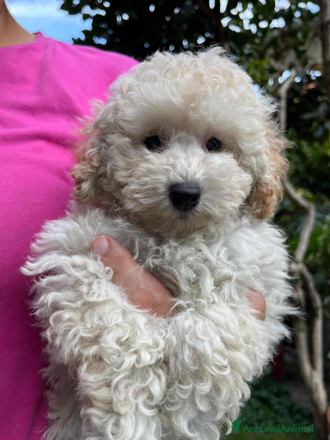 Barboncino cani in vendita: Barboncini neri e bianchi con Pedigree  a Vercelli - Annuncio 7