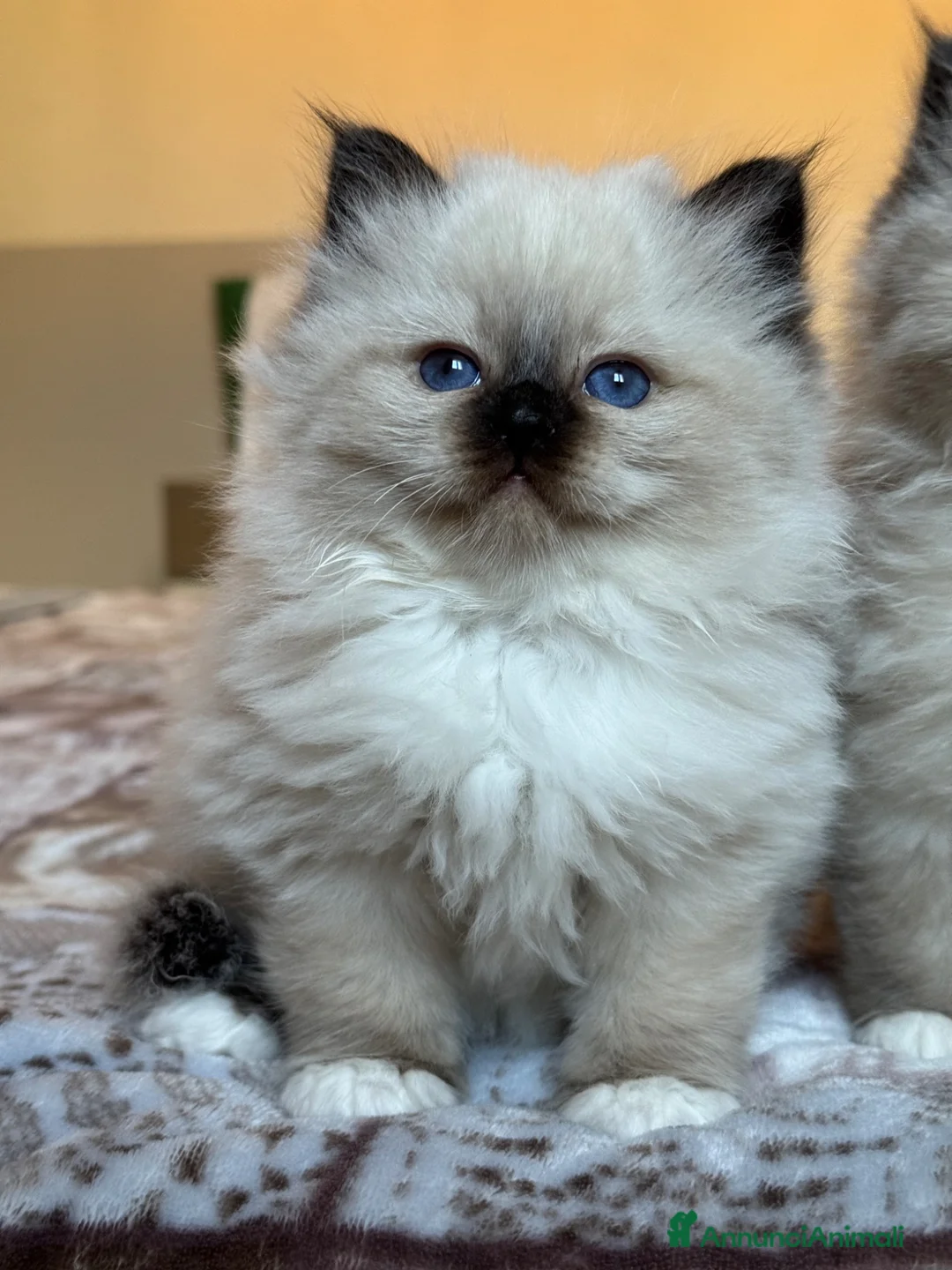 Sacro di Birmania gatti in vendita: Sacro di Birmania con pedigree disp. da maggio - Annuncio 1