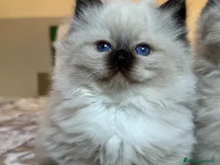 Sacro di Birmania gatti Sacro di Birmania con pedigree disp. da maggio - Annuncio 1