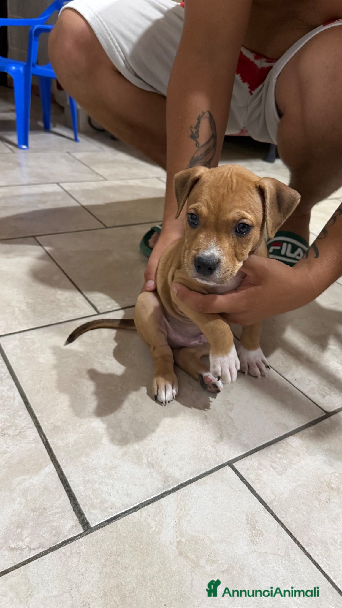 American Staffordshire cani Cucciolo Amstaff  - Annuncio 10