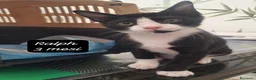 Europeo gatti in regalo: Tanti gattini desiderosi di trovare famiglia  a Provincia di Bergamo - Annuncio 3
