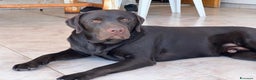 Labrador cani per accoppiamento: Cerco fidanzata Choco🤎 a Città metropolitana di Roma Capitale - Annuncio 12