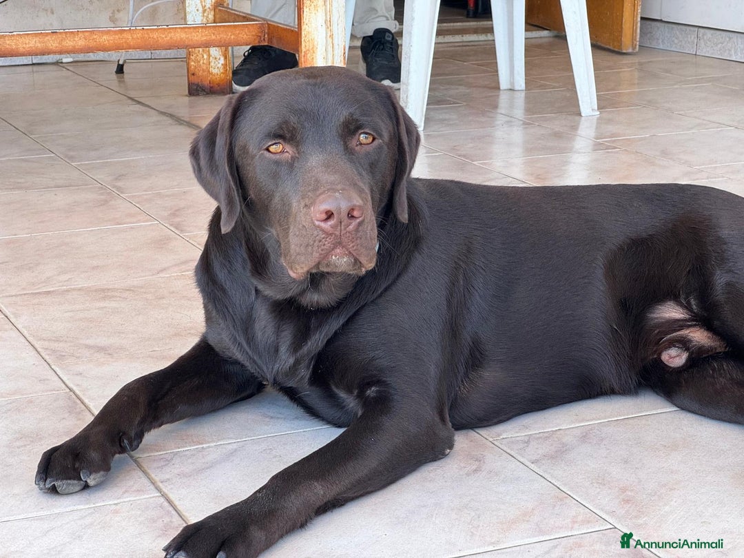 Labrador cani per accoppiamento: Cerco fidanzata Choco🤎 a Città metropolitana di Roma Capitale - Annuncio 12