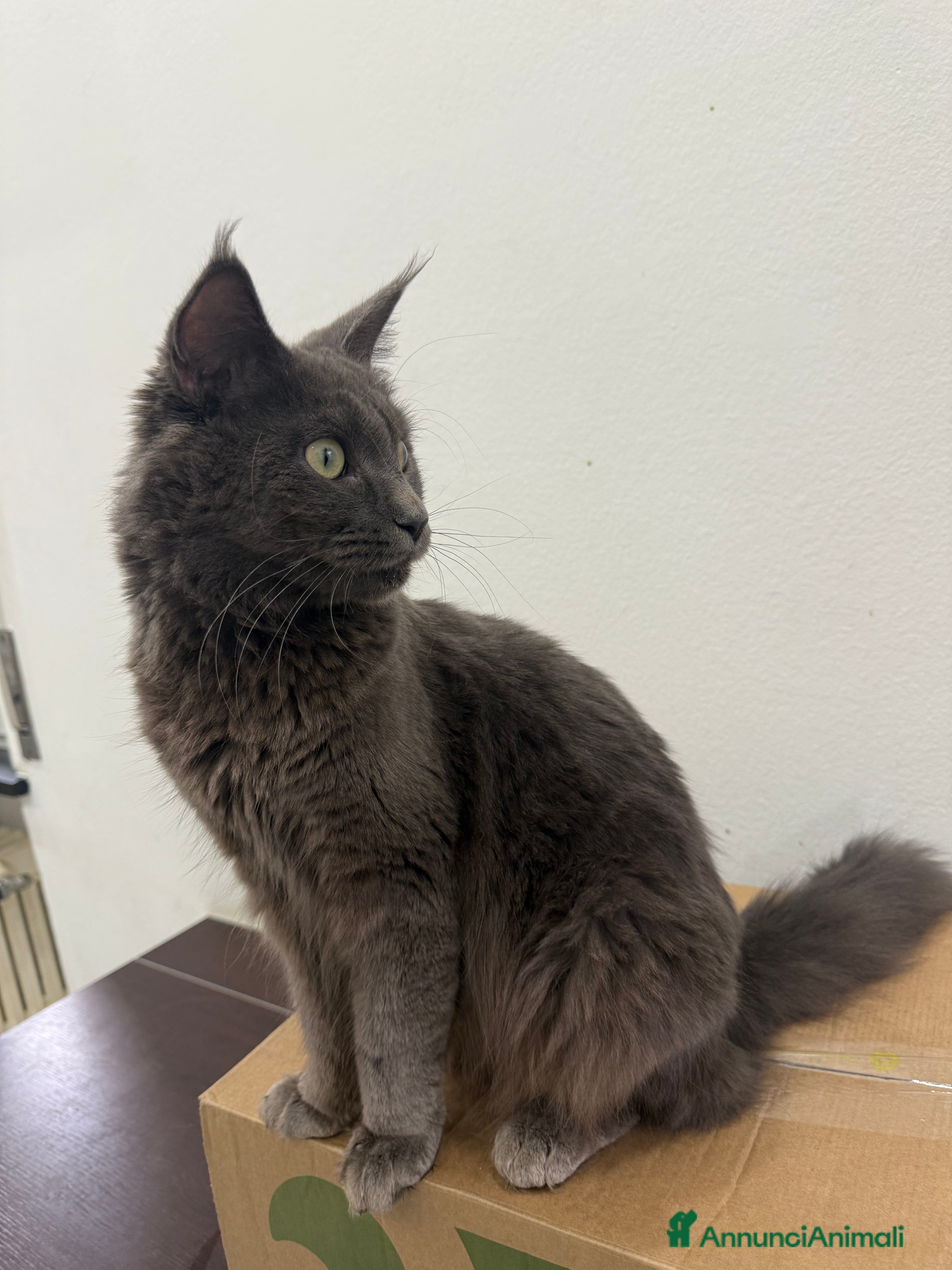 Maine Coon gatti Maine Coon - Annuncio 5