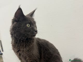 Maine Coon gatti Maine Coon - Annuncio 5