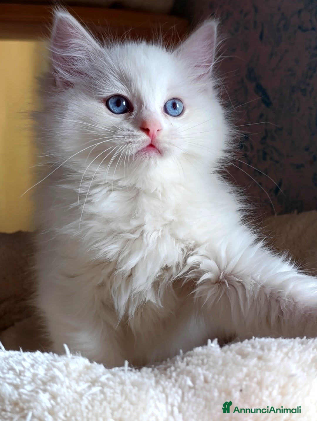 Ragdoll gatti in vendita: Ragdoll femmina  - Annuncio 2