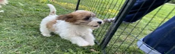 Jack Russell cani in vendita: Jack Russell terrier pelo ruvido  - Annuncio 10