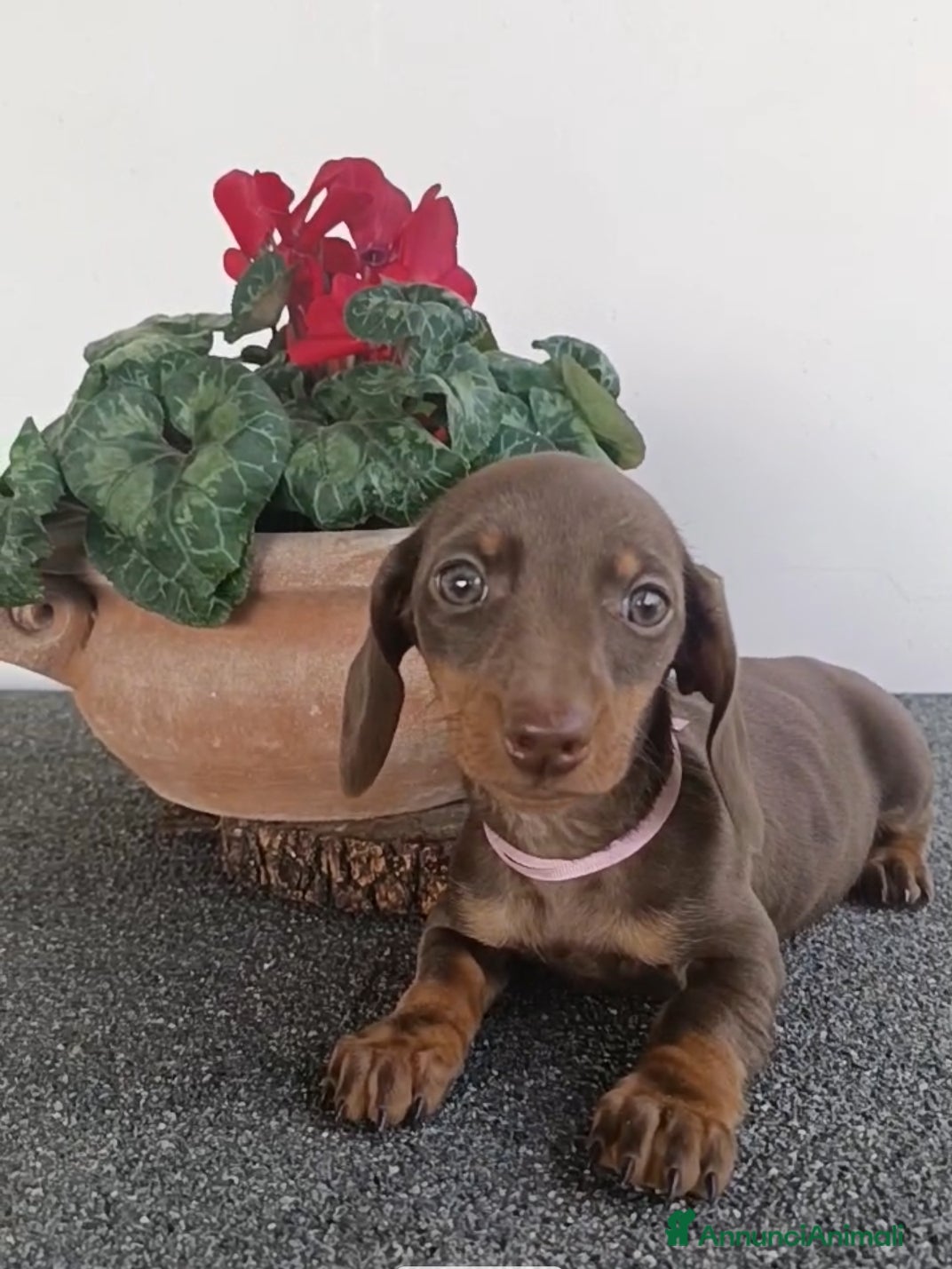 Bassotto cani Cucciola bassotto tedesco con Pedigree - Annuncio 1