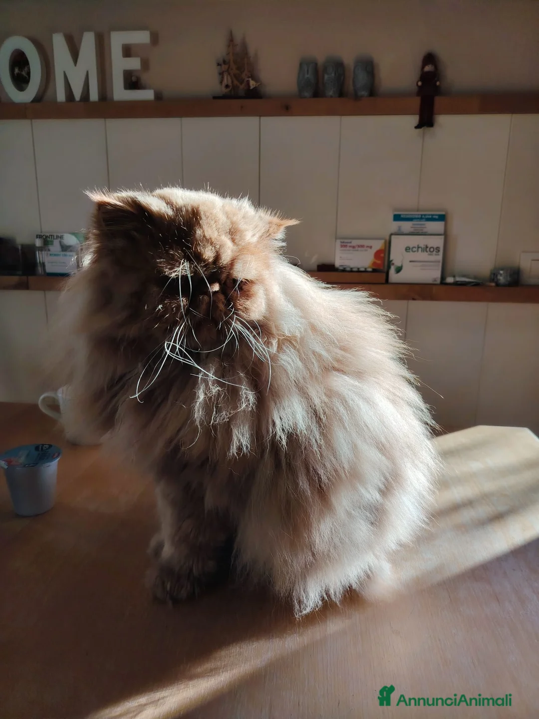 Persiano gatti per accoppiamento: Rufus gatto persiano per accoppiamento  - Annuncio 2