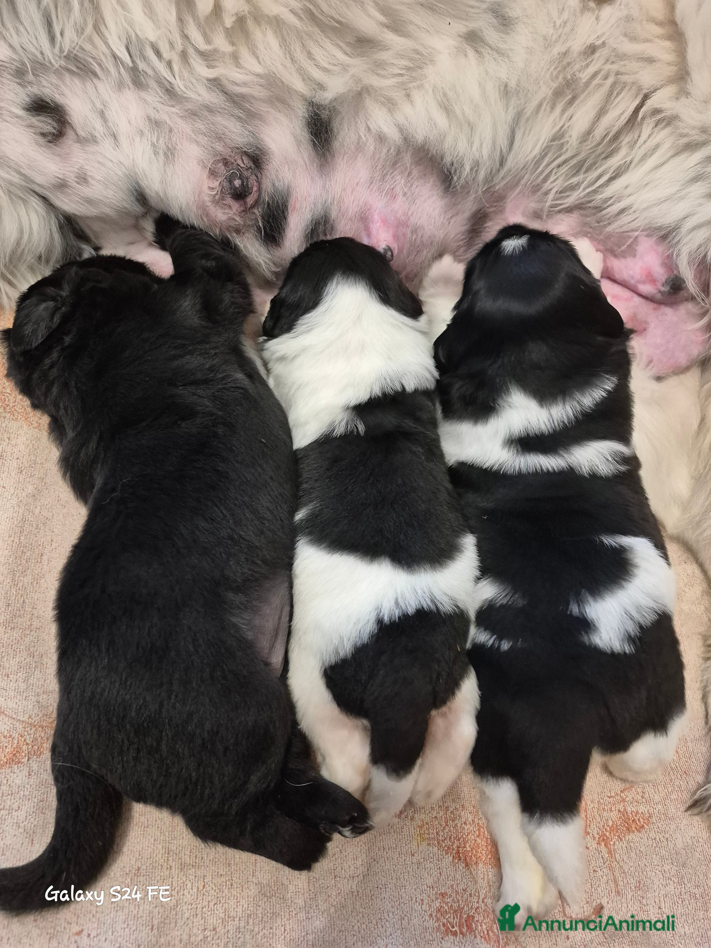 Terranova cani Cuccioli di Terranova  - Annuncio 1