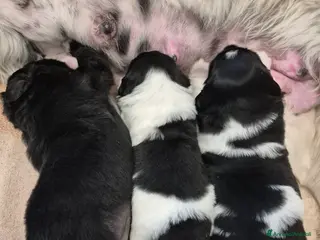 Terranova cani Cuccioli di Terranova - Annuncio 1