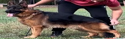 Pastore Tedesco cani in vendita: Super cuccioli alta genealogia - Annuncio 3