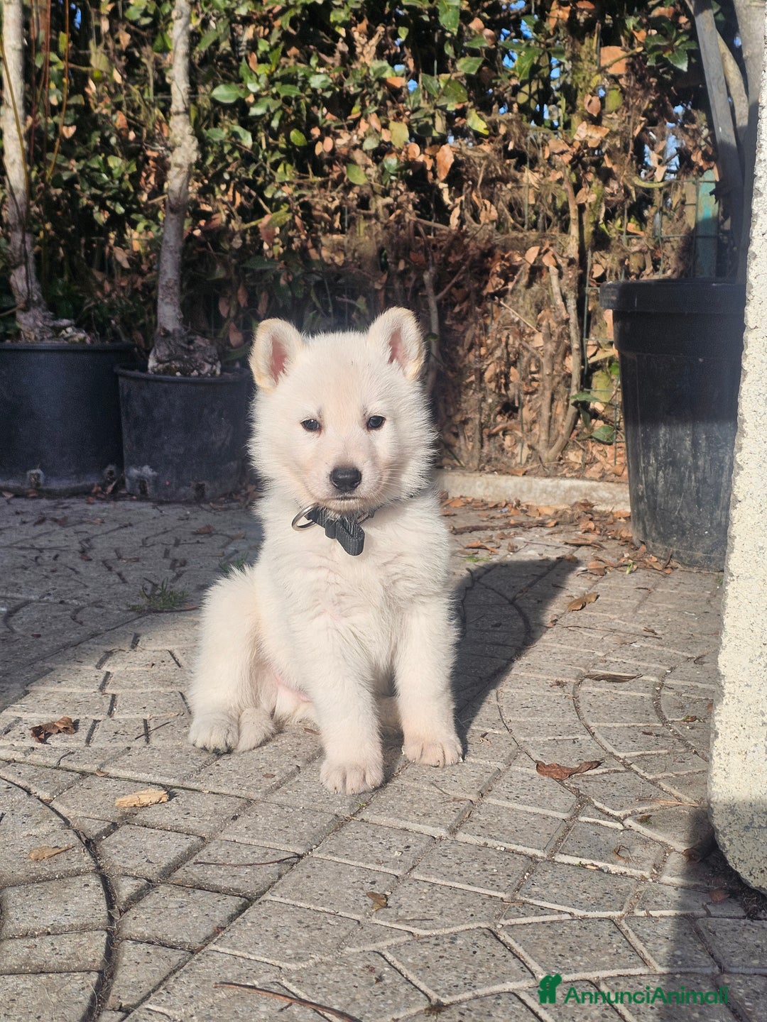 Pastore Svizzero cani in vendita: cucciolo pastore svizzero bianco  - Annuncio 7