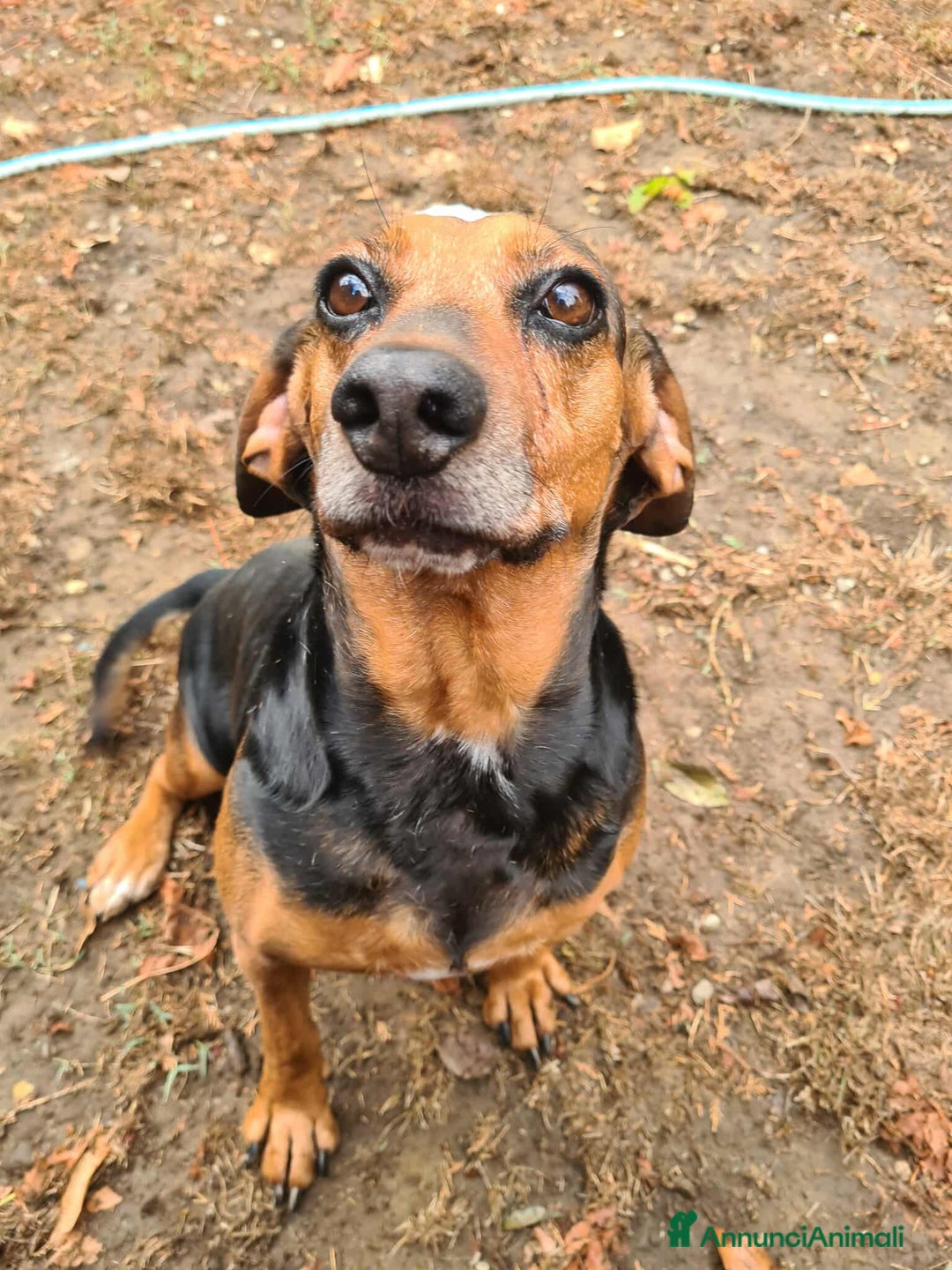 Meticcio cani in regalo: PIPPO, buffo nanetto invisibile. - Annuncio 9