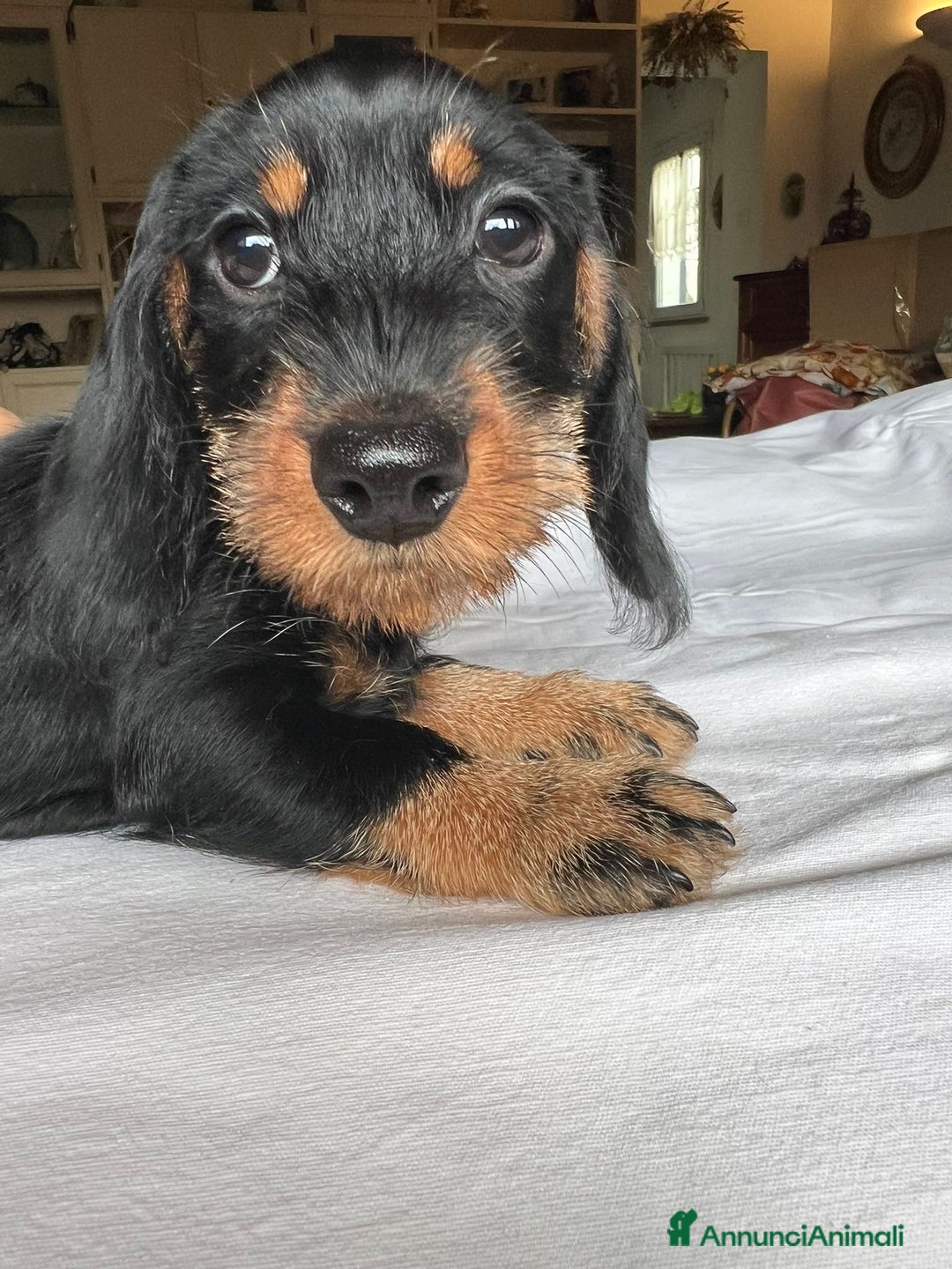 Bassotto cani in vendita: Cuccioli di Bassotto pelo duro con Pedigree Enci - Annuncio 10