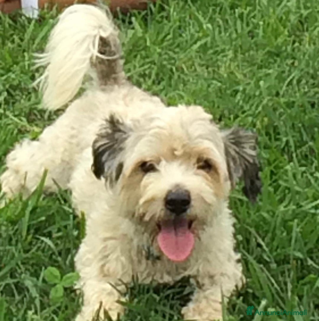 Meticcio cani in regalo: REGALO coppia di cani a Provincia di Bergamo - Immagine 5