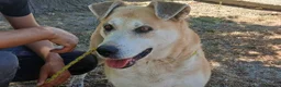 Meticcio cani in regalo: DEA CERCHIAMO IL MIRACOLO, IN ADOZIONE - Annuncio 3