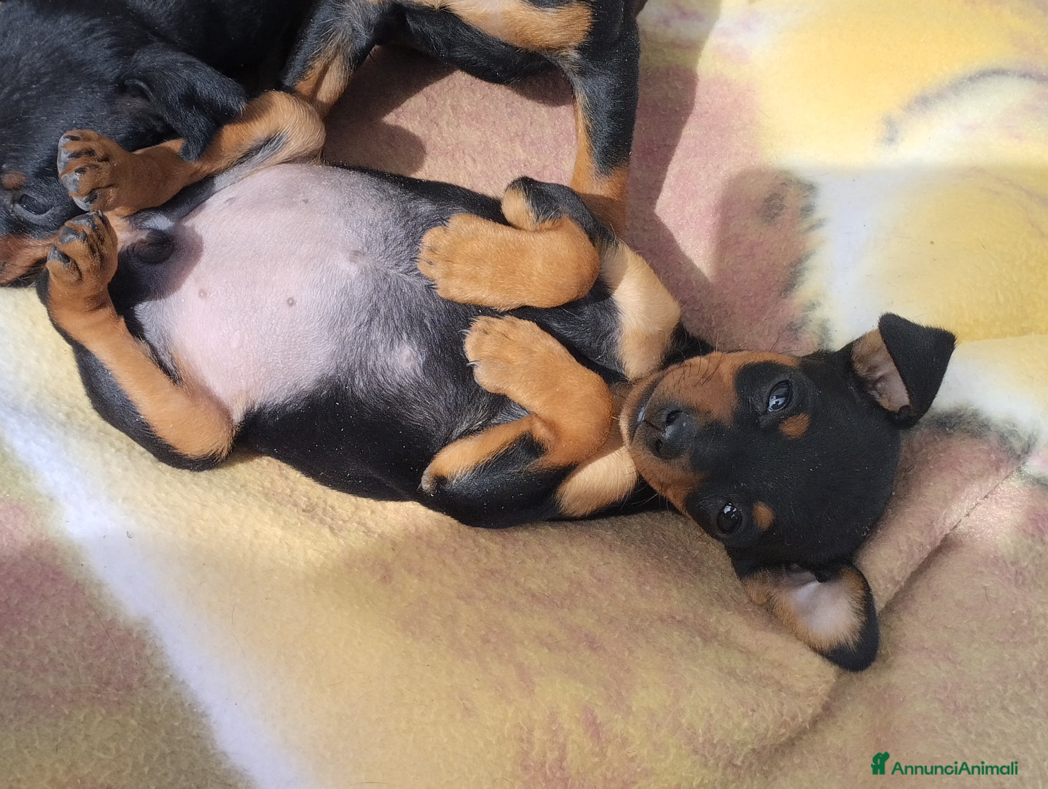 Pinscher Miniatura cani Pinscher Nano Femina - Annuncio 1