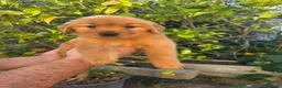 Golden Retriever cani in vendita: Goldel Retriever (Tipo Americano) - Annuncio 3