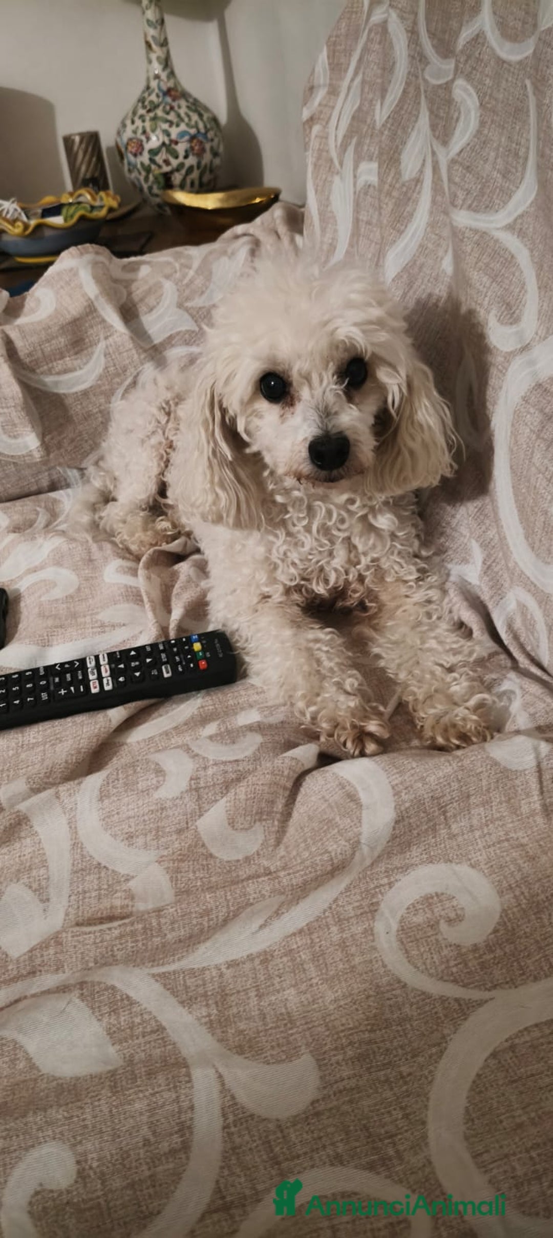 Barboncino cani in regalo: Ariel - Annuncio 1