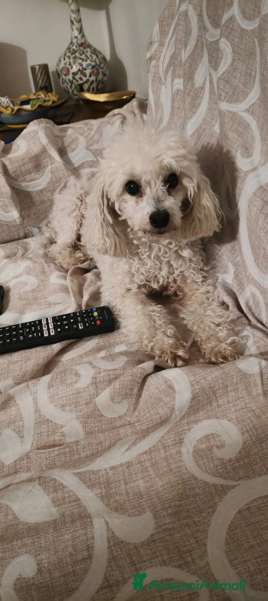 Barboncino cani in regalo: Ariel - Annuncio 1